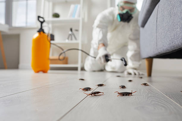 Trusted Cockroach Control service in Hillsboro Beach, FL - Nex Pest Control